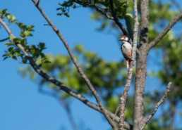 A White-backed Woodpecker in the Polesia area. Turov area, Polesia, Belarus. © Daniel Rosengren