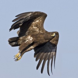 Greater spotted eagle. © Thomas Krumenacker