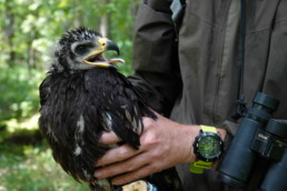 This young Greater Spotted Eagle has been ringed before it was brought back to its nest. © Elleni