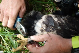 Not the easiest task to ring a Greater Spotted Eagle nestling in a mosquito environment. © Elleni Vendras