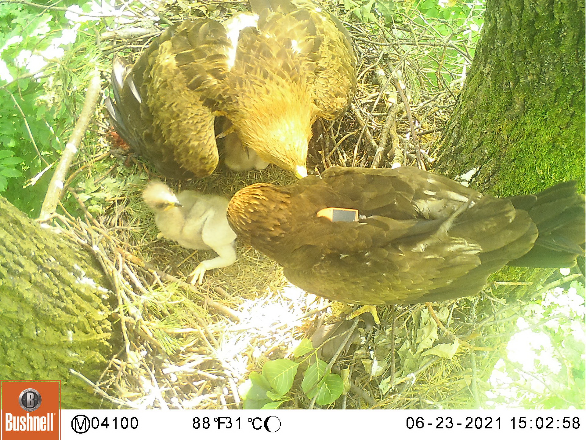 nest-of-greater-spotted-eagles-cameratrap-wild-polesia