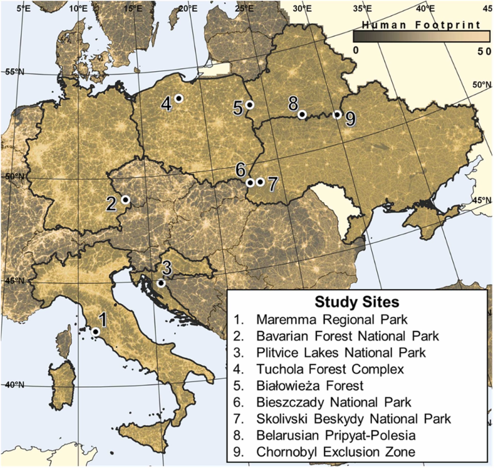New study analyses the diel activity of wolves and lynx | Wild Polesia